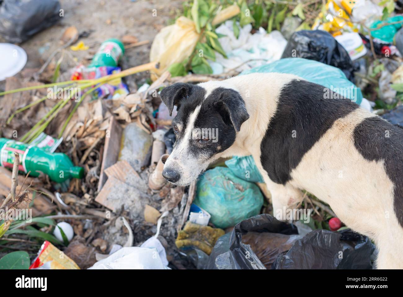 Dog garbage hi-res stock photography and images - Alamy