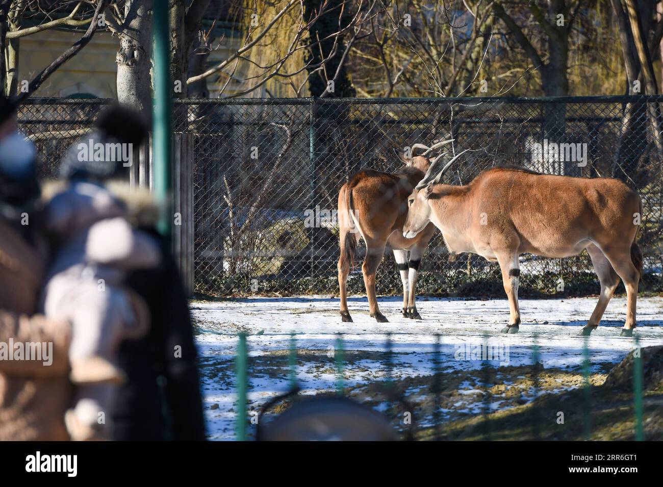 210215 -- BEIJING, Feb. 15, 2021 -- Elands are seen in Schonbrunn Zoo