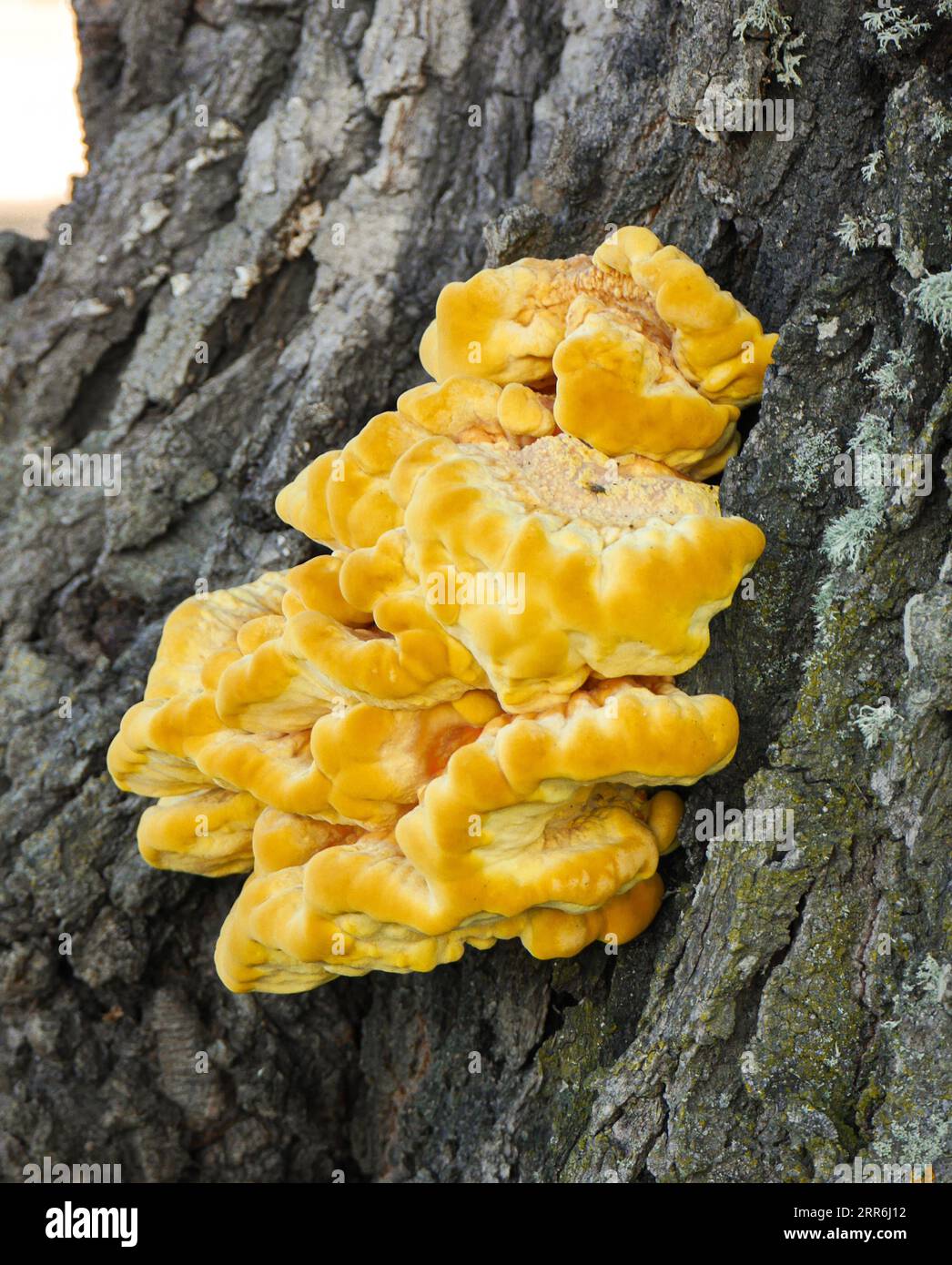 Troufel Fungus on oak tree stump hi-res stock photography and images - Alamy