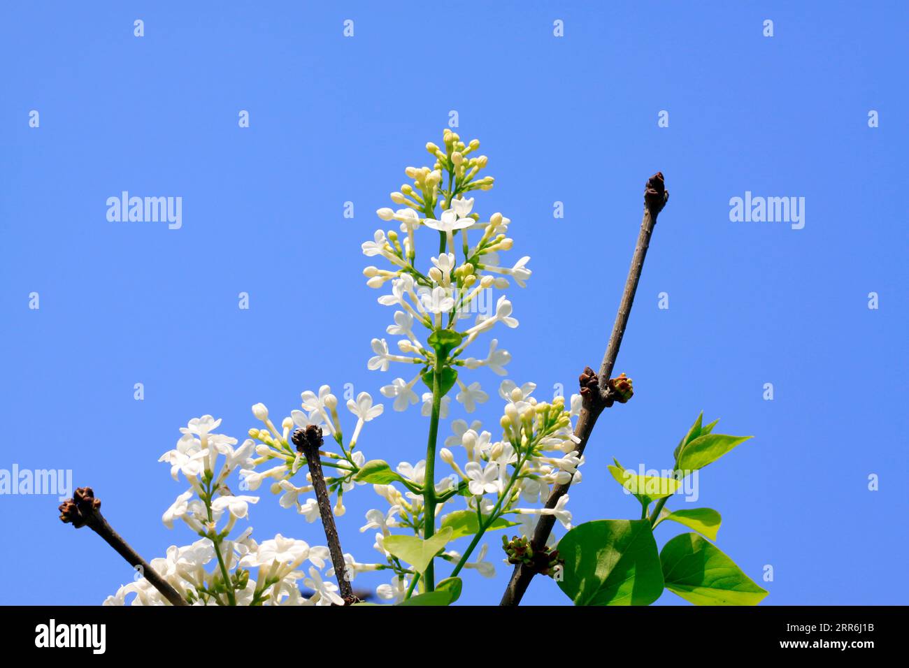 white clove flowers, syringa Linn, closeup of photo Stock Photo