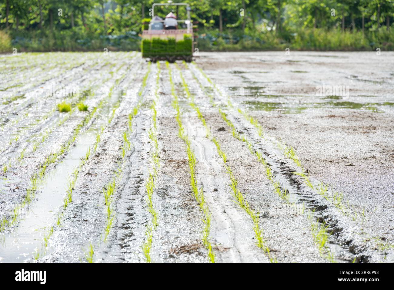 rice transplanter working on the field at horizontal composition Stock Photo