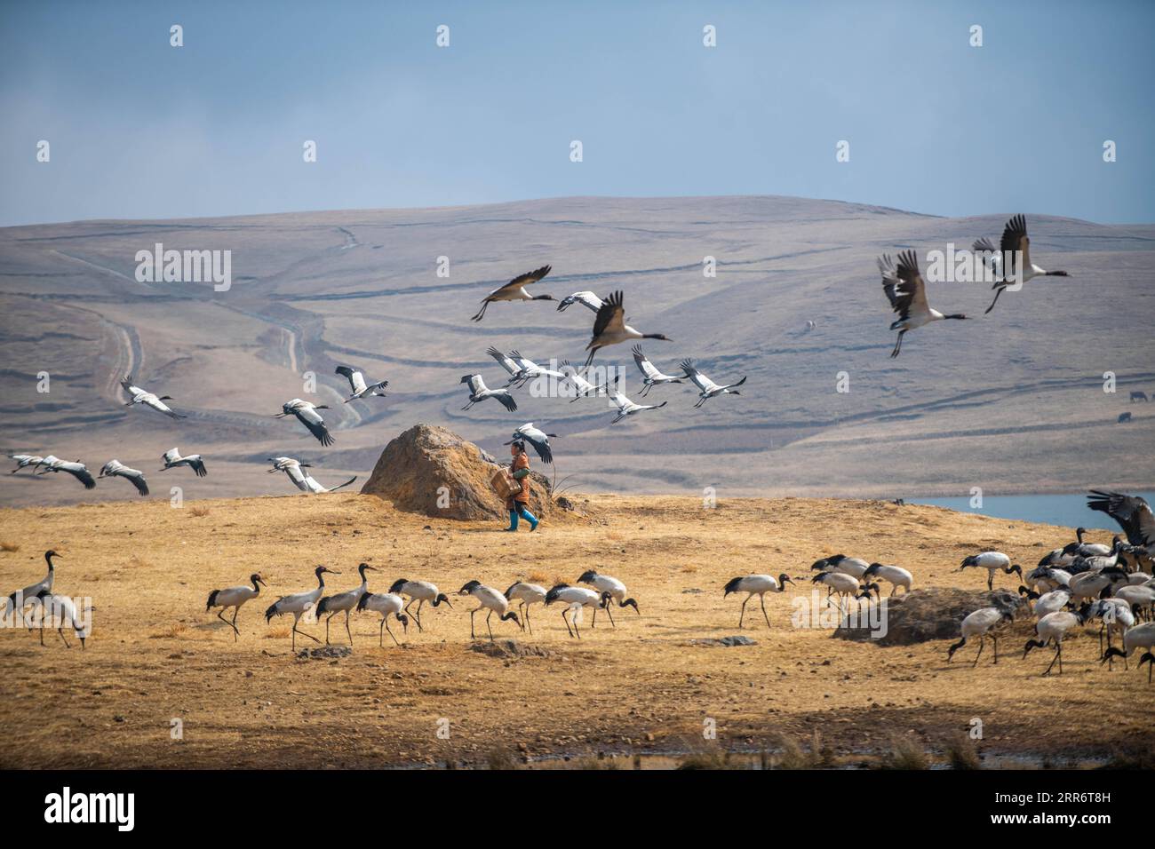 Crane habitat restoration hi-res stock photography and images - Alamy