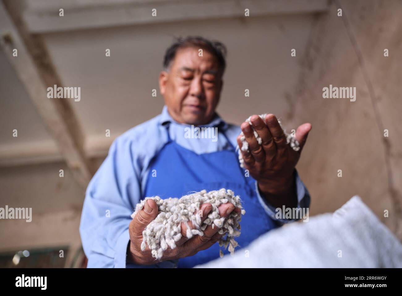 210302 -- SANYA, March 2, 2021 -- Zhao Guozhong checks cotton seeds in a warehouse at Nanfan breeding base in Sanya, south China s Hainan Province, Feb. 28, 2021. Zhao Guozhong, who has spent 43 Spring Festivals at Nanfan breeding base as an expert on cotton breeding, started every morning of his days in Sanya by dashing to the field to pollinate cotton plants and to observe their growth under the scorching sun. To speed up the cotton breeding process, Zhao travels back and forth between Hainan and Hebei Province in north China, where in October he harvests cotton specimen in Hebei and bring t Stock Photo