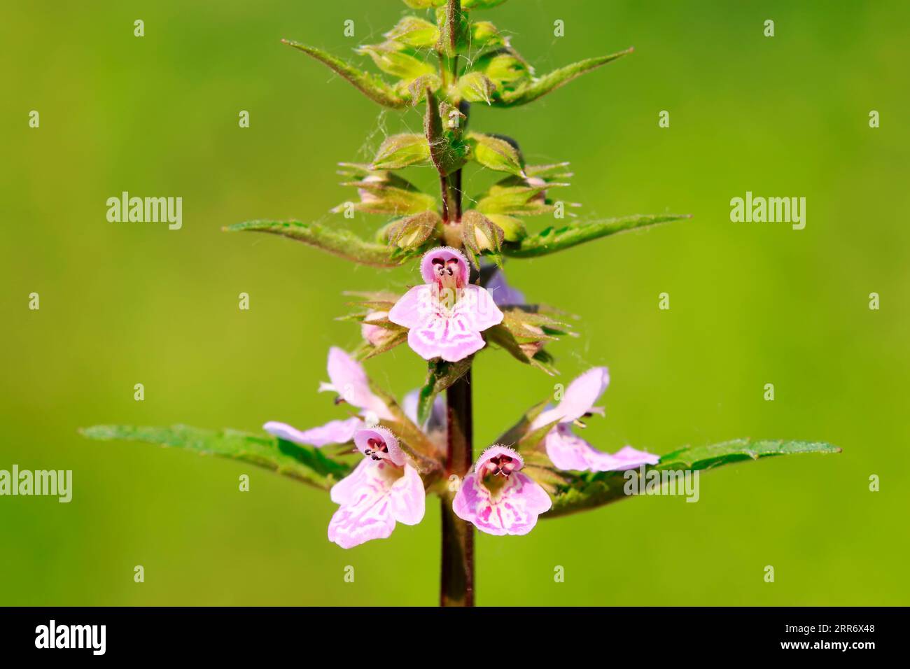 Leonurus artemisia on plant in the wild Stock Photo