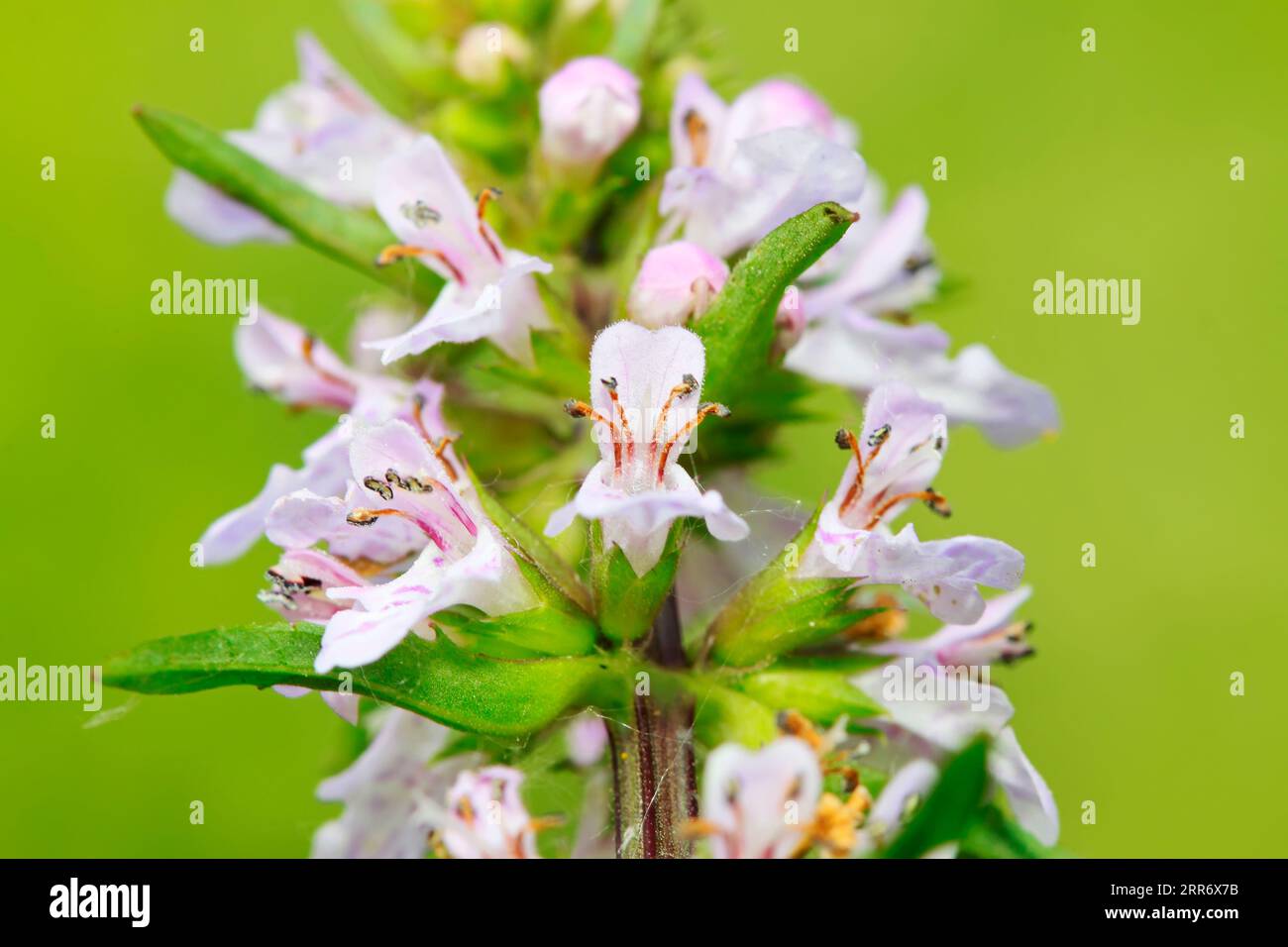 Leonurus artemisia on plant in the wild Stock Photo