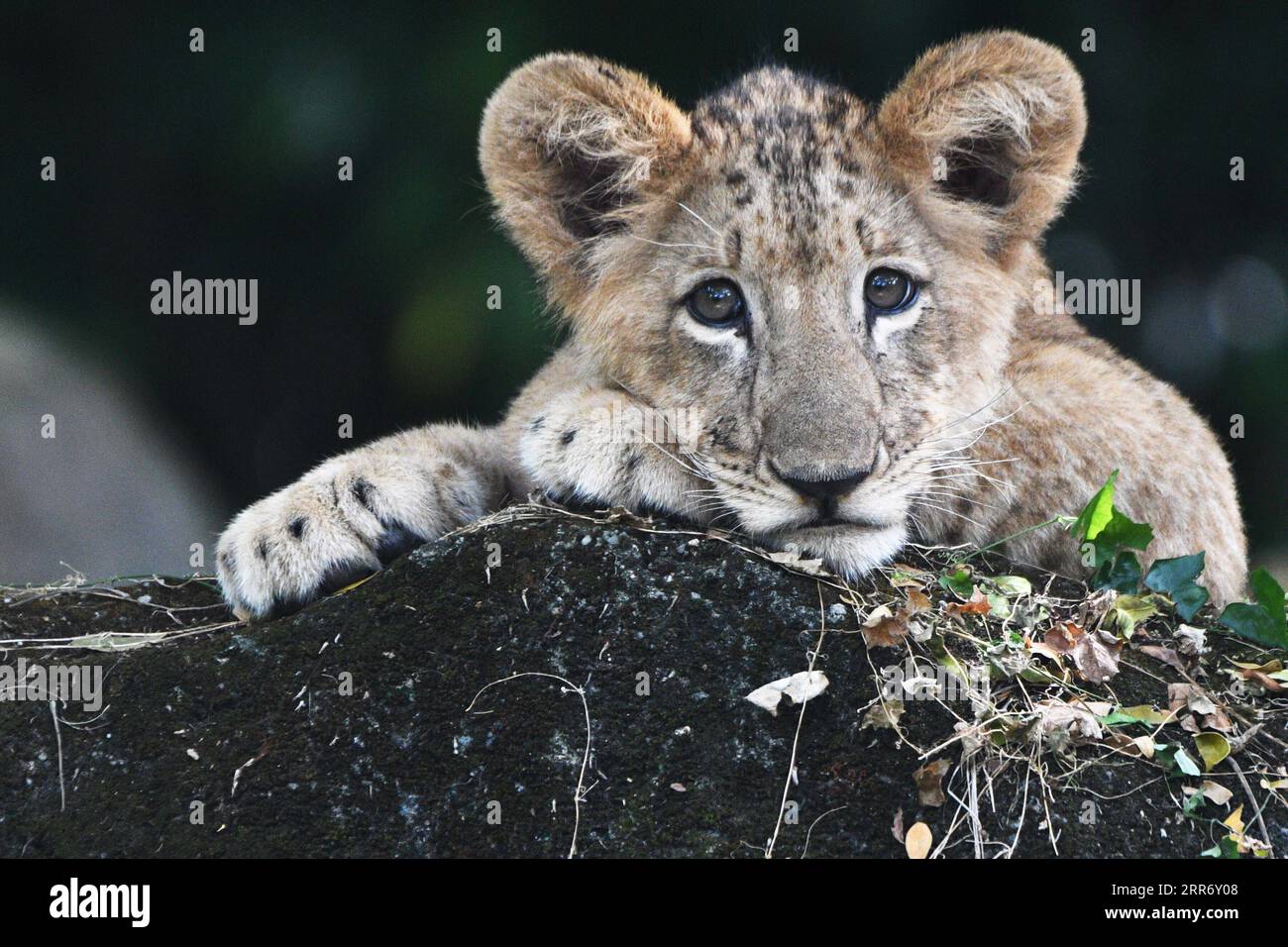 210304 SINGAPORE, March 4, 2021 Lion cub Simba is seen at the