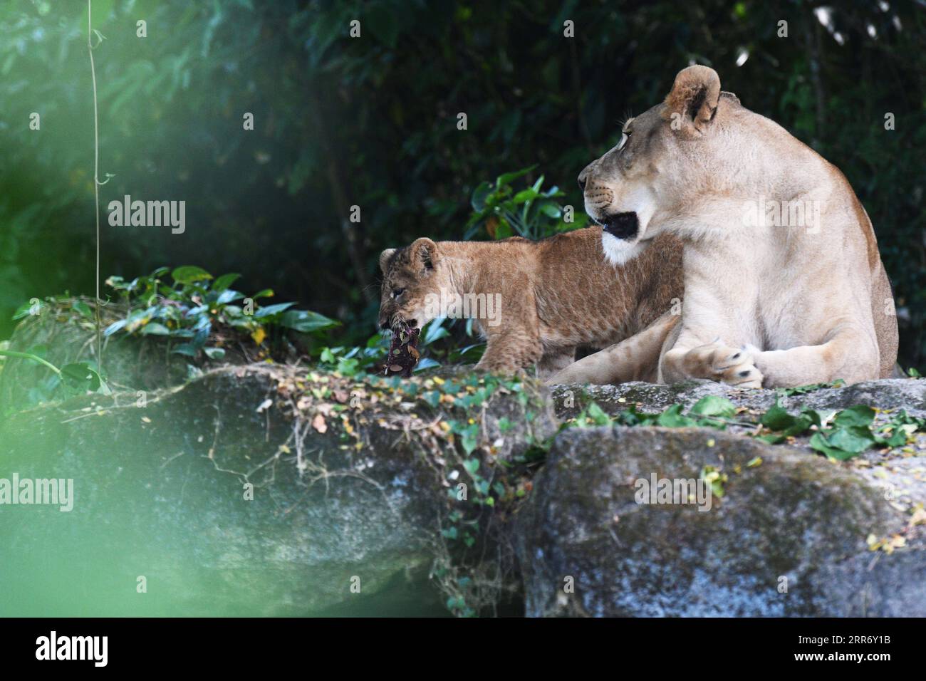 210304 SINGAPORE, March 4, 2021 Lion cub Simba is seen with his