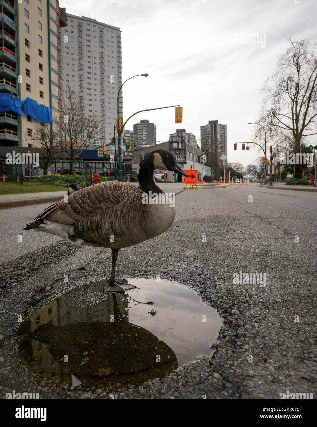 Canada goose population hi res stock photography and images Alamy