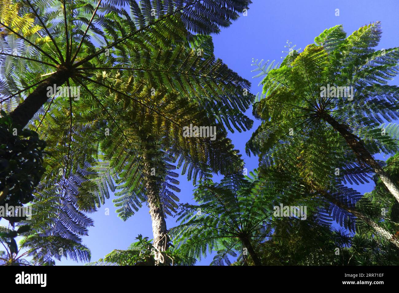 Tree ferns against blue sky, Atherton Tableland, near Cairns, Queensland, Australia Stock Photo