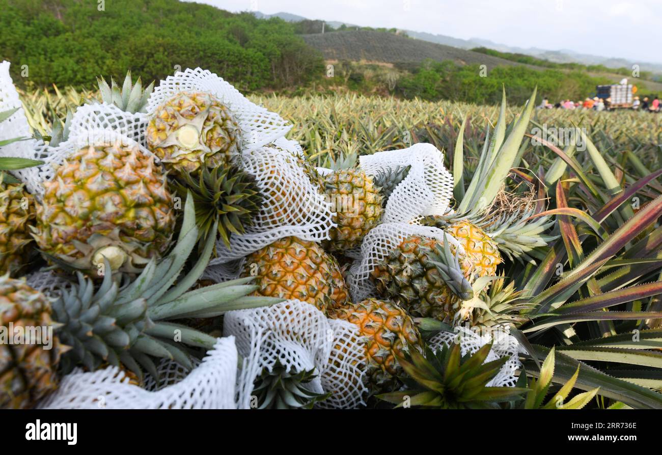 Longgun hi-res stock photography and images - Alamy