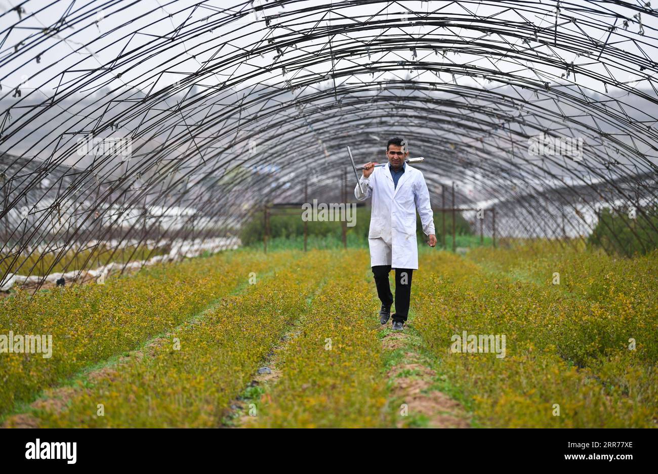 210318 -- XI AN, March 18, 2021 -- Abdul Ghaffar Shar walks in the fields in Yangling agricultural hi-tech industrial demonstration zone in northwest China s Shaanxi Province, March 17, 2021. Abdul Ghaffar Shar, 30, is a Pakistani doctoral student in China s Northwest Agriculture and Forestry University NWAFU. Shar is doing plant nutrition research for his doctoral degree. After receiving his bachelor s degree in agriculture from Sindh Agriculture University in Pakistan in 2014, Shar decided to further his studies in China s NWAFU. Shar has learned to speak Mandarin and use chopsticks. He also Stock Photo