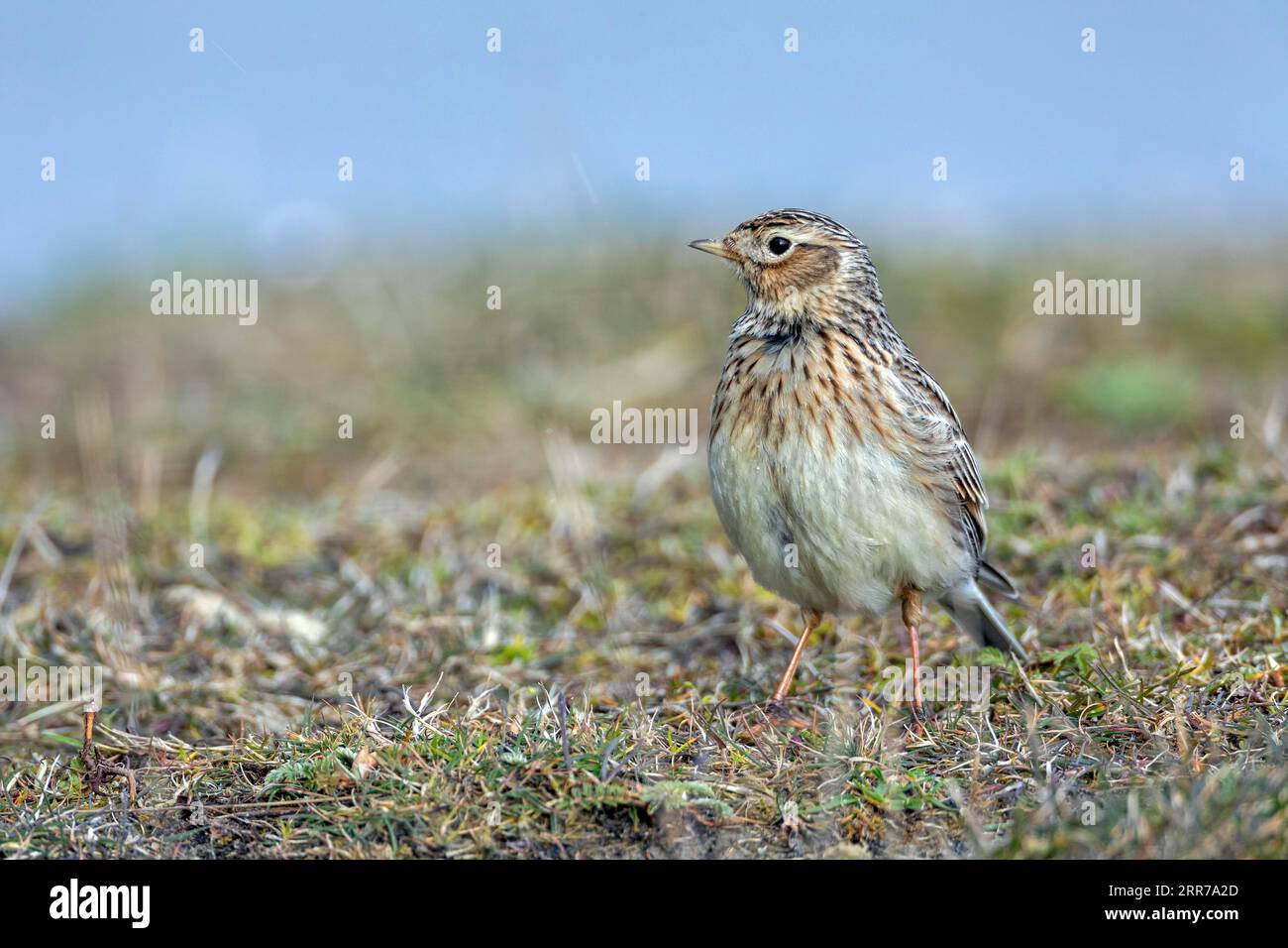 The beautiful singing of the eurasian skylark (Alauda arvensis) can already be heard in March over meadows, fields, abandoned areas and heaths Stock Photo