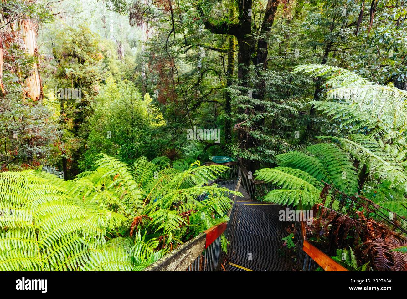 The stunning public Rainforest Gallery on the slopes of Mt Donna Buang near Warburton Victoria, Australia Stock Photo
