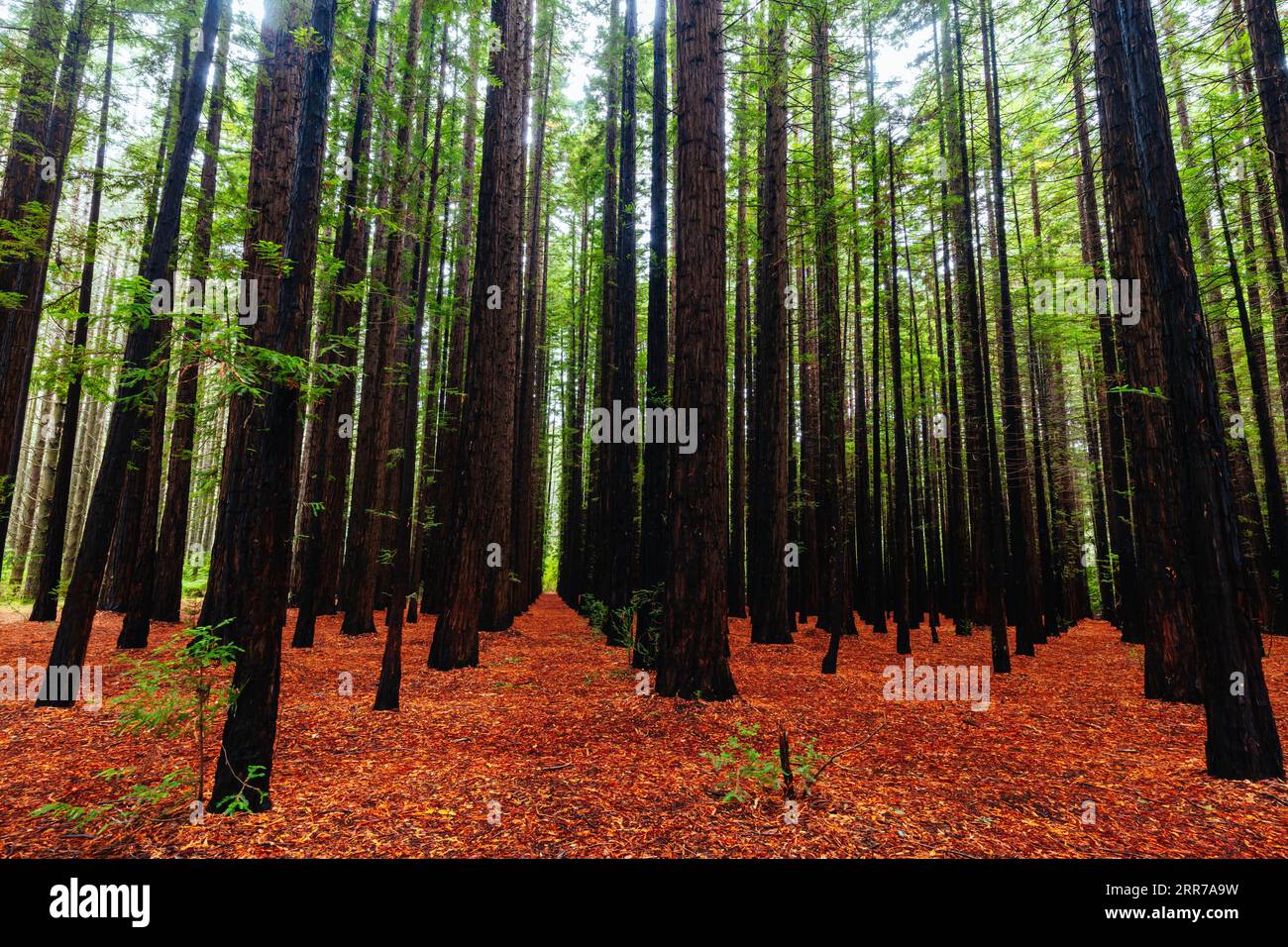 Australian redwood hi-res stock photography and images - Alamy