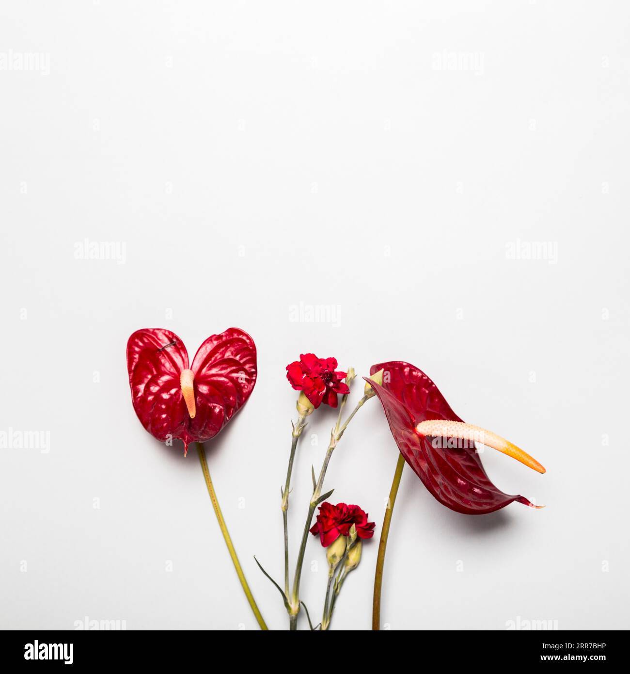Red flowers white background Stock Photo Alamy