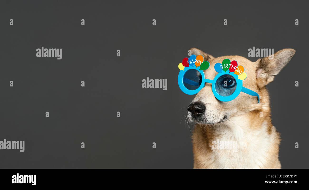 Cute dog wearing blue glasses Stock Photo