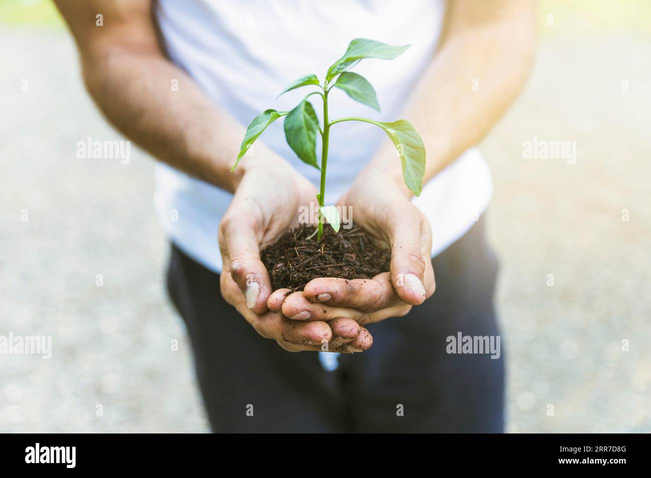 Crop person showing seedling Stock Photo