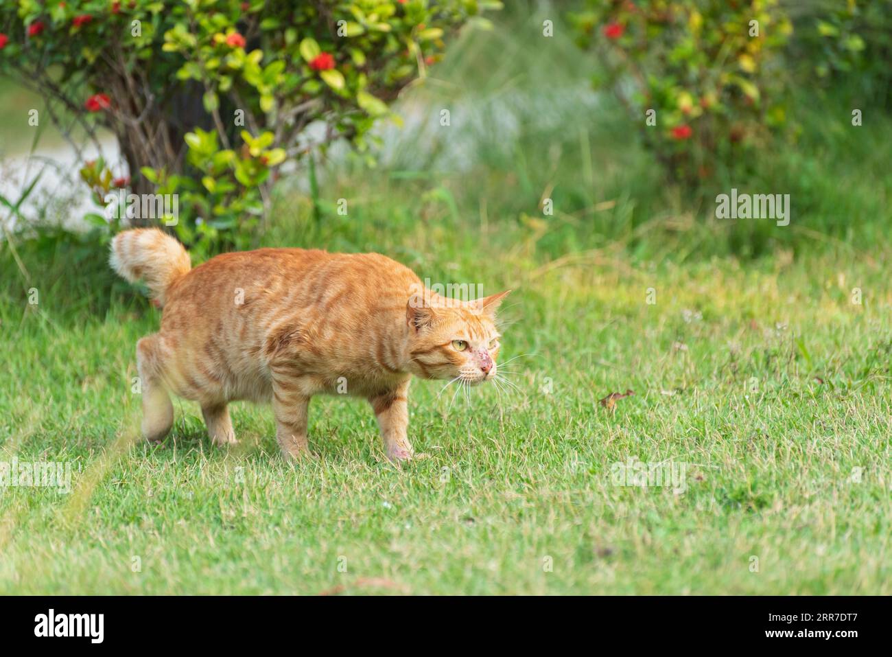 The ginger cat prowls aggressively (he sees another male) showing territorial behavior. Stock Photo