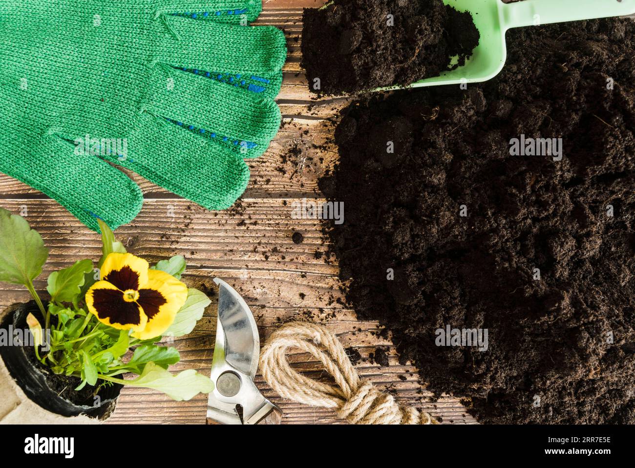 Pansy flower plant pot gardening tools gloves with fertile soil wooden desk Stock Photo