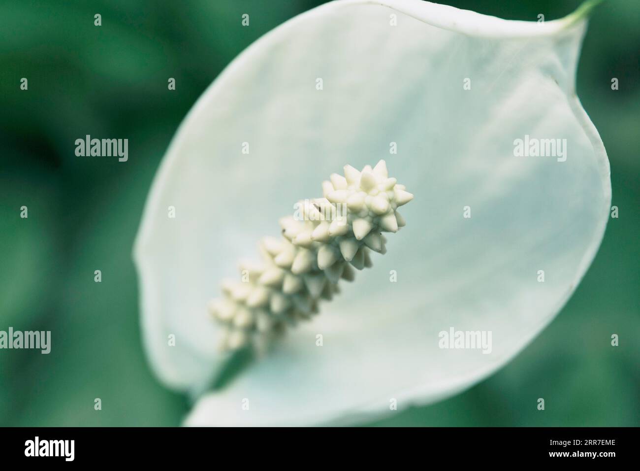 White peace lily flower Stock Photo Alamy