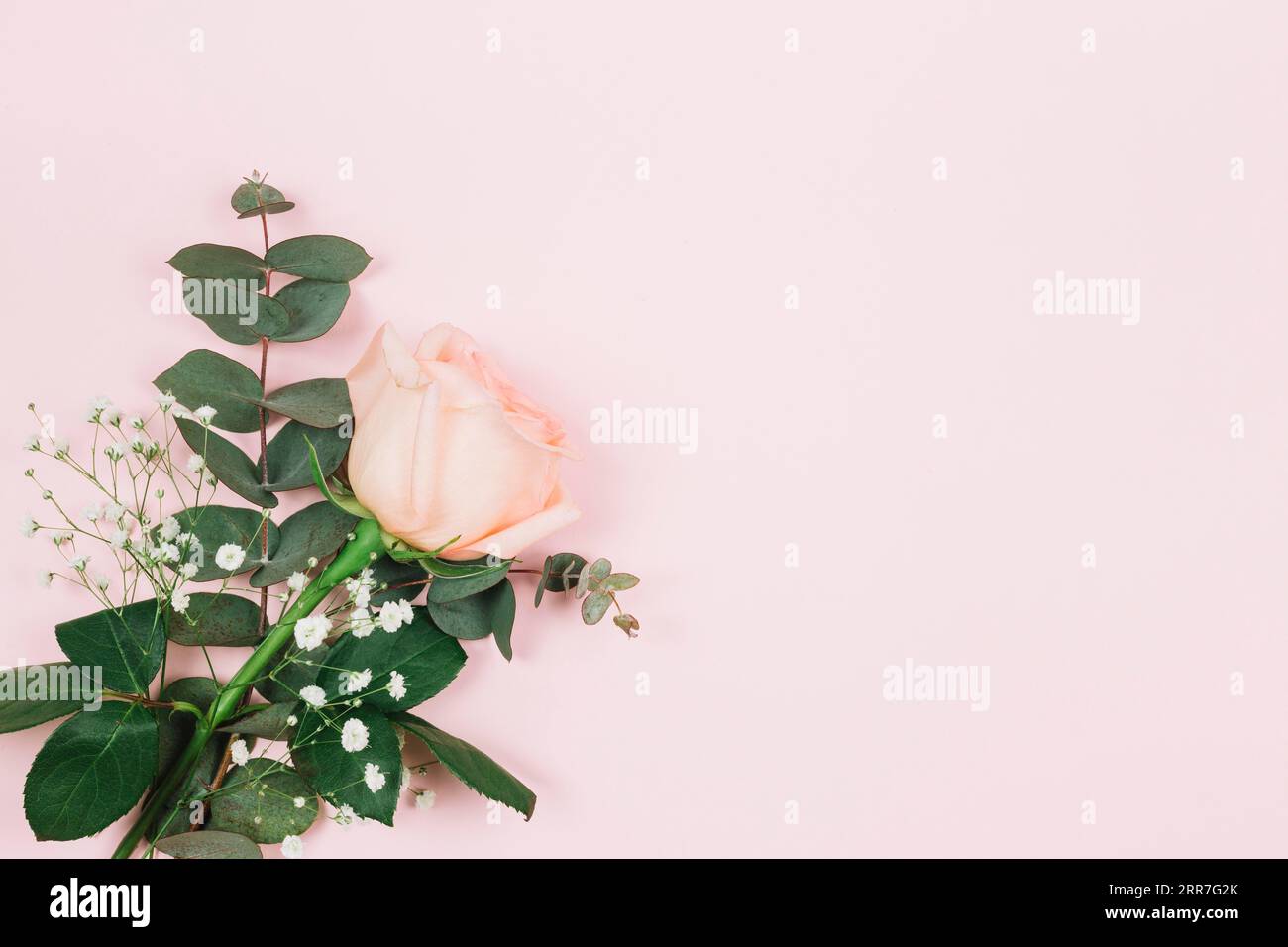 Gypsophila rose flower corner pink background Stock Photo - Alamy