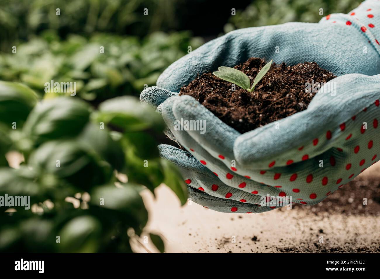 Side view hands with gloves holding soil plant Stock Photo