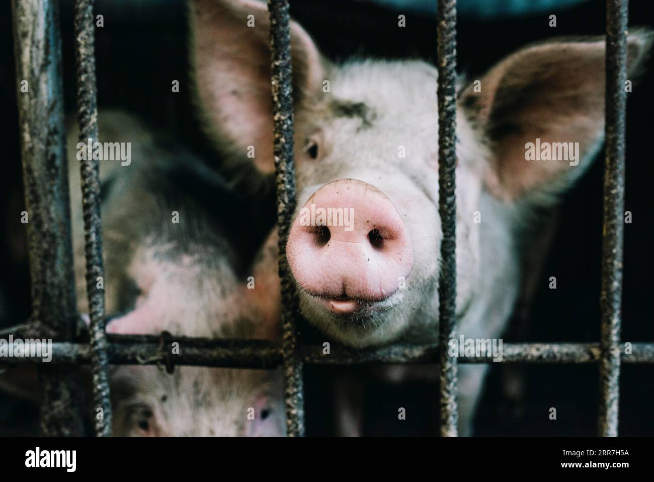 Small pink piglet nose peeking from metallic cage Stock Photo Alamy