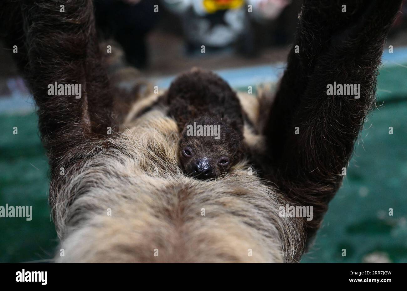 210330 -- HEFEI, March 30, 2021 -- A sloth baby is seen with its mom at the Hefei aquarium in Hefei, capital of east China s Anhui Province, March 30, 2021. The sloth baby, born on Feb. 27 this year in Hefei, met with the public after being taken care of for one month. The baby is the first naturally-born sloth in an artificial feeding environment in Anhui.  CHINA-ANHUI-HEFEI-SLOTH BABY-PUBLIC CN HanxXu PUBLICATIONxNOTxINxCHN Stock Photo