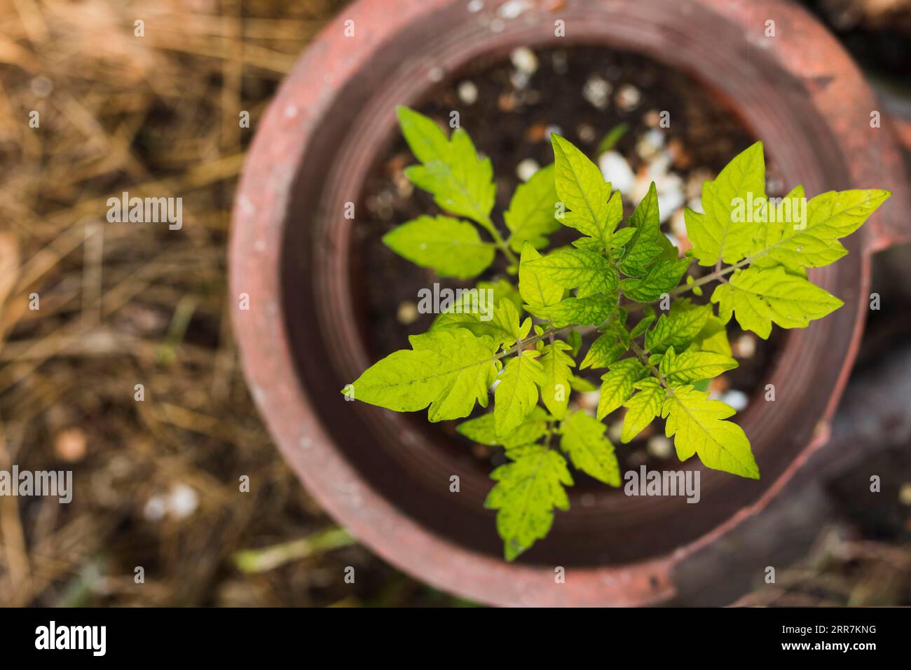 Huge plant pot hires stock photography and images Alamy