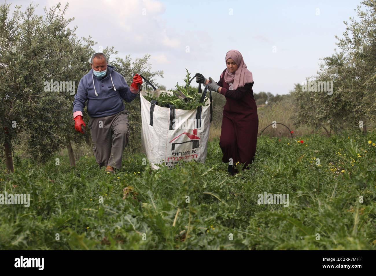 210331 -- QALQILYA, March 31, 2021 -- Palestinian farmer Ziad Sawan and his daughter Rana collect Akoub Gundelia plants in their farm in Immatain village, West Bank city of Qalqilya, March 31, 2021. Photo by Nidal Eshtayeh/Xinhua MIDEAST-QALQILYA-AKOUB xiongsihao PUBLICATIONxNOTxINxCHN Stock Photo