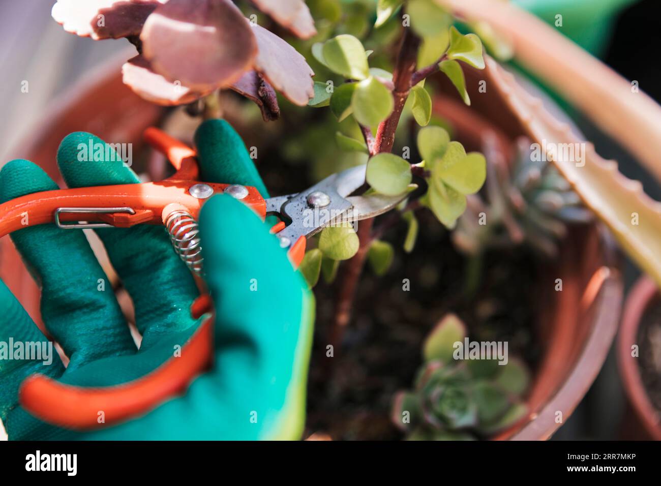 Gardener s cutting plant twig with secateurs Stock Photo