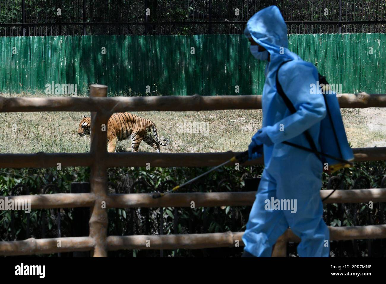 210331 -- NEW DELHI, March 31, 2021 -- A sanitization worker disinfects the tiger enclosure in New Delhi, India, March 31, 2021. The National Zoological Park will reopen to the public from April 1. Photo by /Xinhua INDIA-NEW DELHI-ZOO-REOPENING ParthaxSarkar PUBLICATIONxNOTxINxCHN Stock Photo