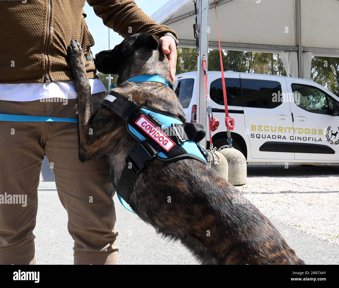 210406 -- ROME, April 6, 2021 -- Dutch Shepherd Roma is trained to detect coronavirus in Rome, Italy, on April 6, 2021. In the Campus Bio-Medico University Hospital, a project has been launched to train dogs to detect the presence of coronavirus in human sweat. Photo by /Xinhua ITALY-ROME-COVID-19-DOG-TRAINING AlbertoxLingria PUBLICATIONxNOTxINxCHN Stock Photo