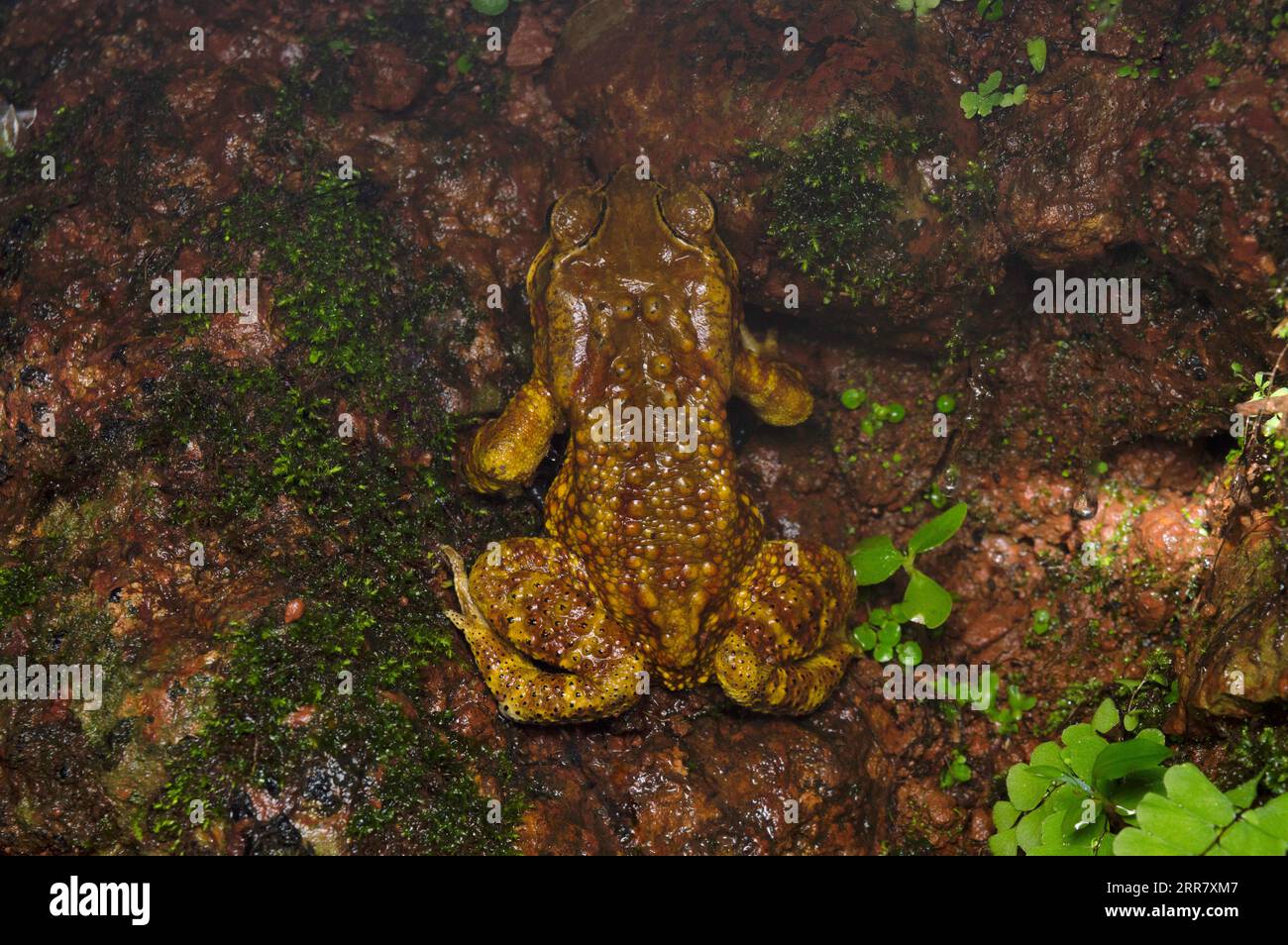 Dorsal of Amboli toad, Xanthophryne tigerina, Endemic to western ghats, Habitat - Tropical and subtropical rainforests Stock Photo