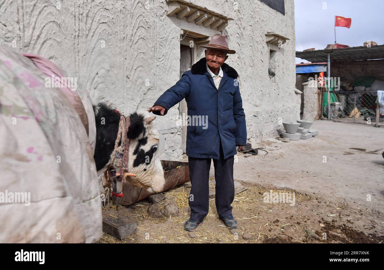 210407 -- LHASA, April 7, 2021 -- Photo taken on March 22, 2021 shows Tsephel feeding his cow at home in Qangka Township of Lhasa, capital of southwest China s Tibet Autonomous Region. Tsephel, 92 years old, lives in Qangka Township of Lhunzhub County of Lhasa. Born in Gyaca County of Shannan, he was born into serfdom at birth. He and his parents had been leading a life often without enough food and in ragged clothes. After his parents died, Tsephel had to start a roving life to avoid being caught by serf owners. Once we had been caught by serf owners, they would likely gouge out our eyes, cut Stock Photo