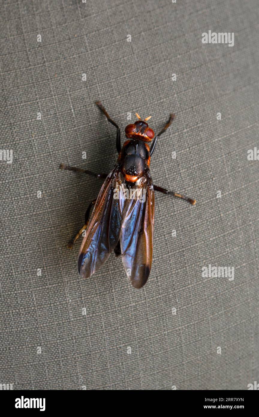 Wasp mimic fly, Syrphidae, Satara, Maharashtra, India Stock Photo