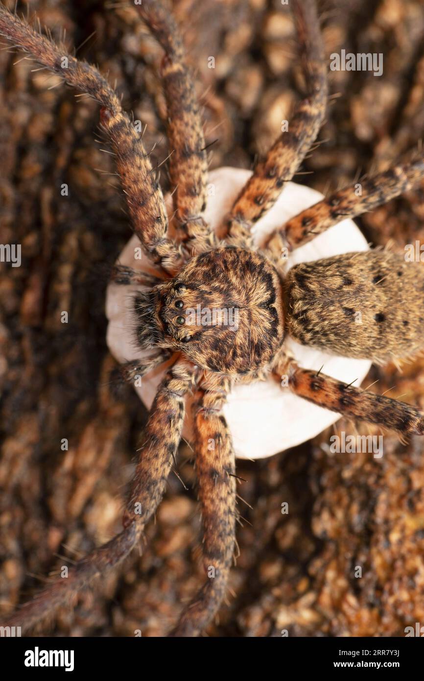 Huntsman spider carrying egg sack, Heteropoda venatoria, Satara, Maharashtra, India Stock Photo