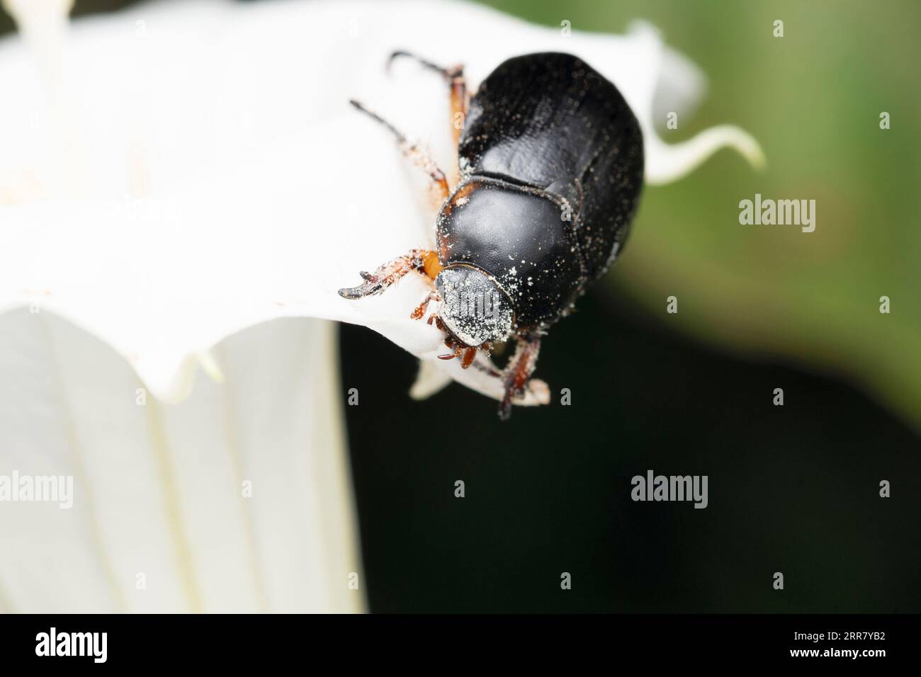 Black lawn beetle eating and pollinating datura flower, Heteronychus