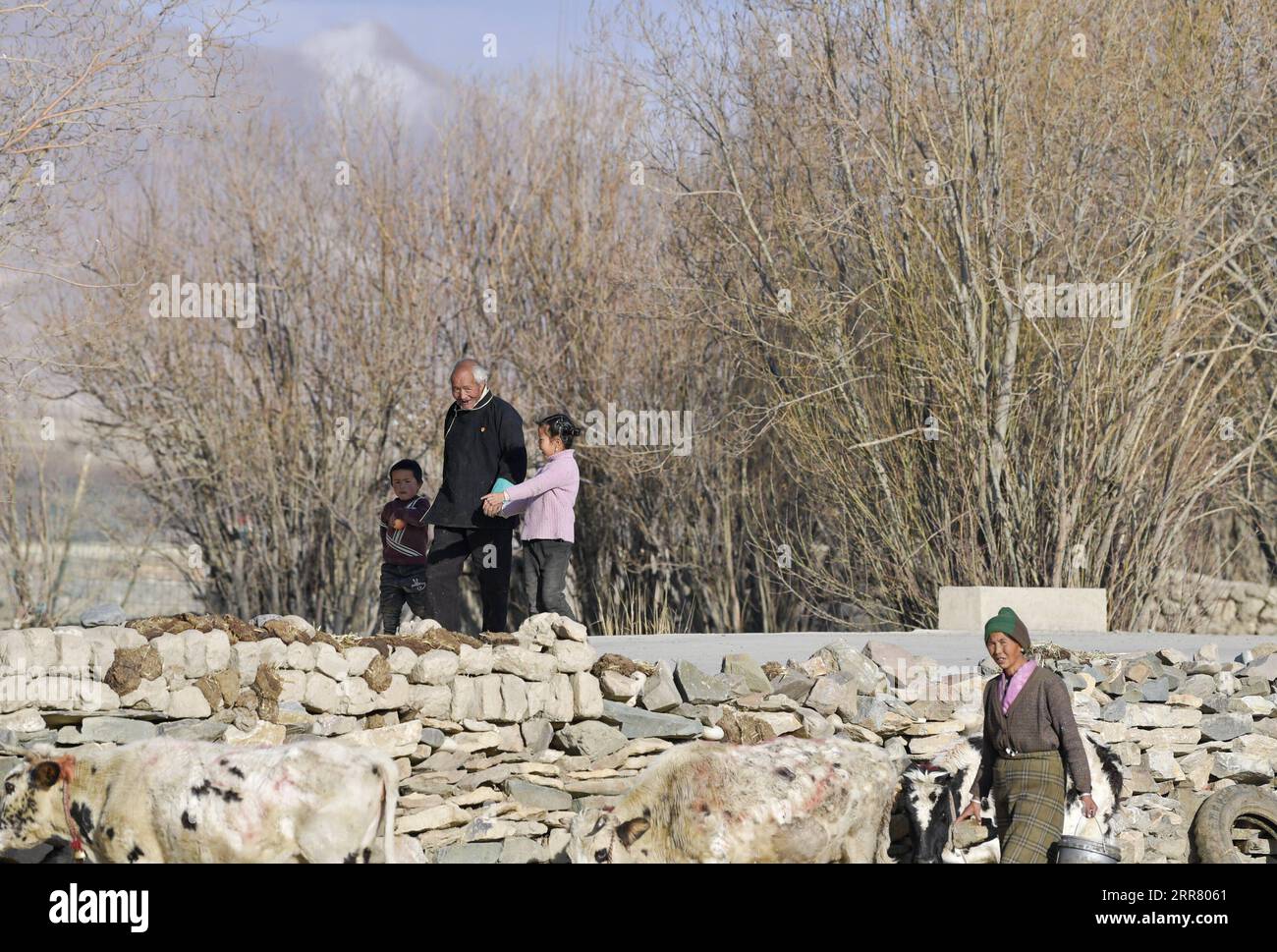 210410 -- LHASA, April 10, 2021 -- Dawa Gokye walks with his grandchildren in Gyadu Village of Jangra Township in Gyangze County of Xigaze City, southwest China s Tibet Autonomous Region, March 22, 2021. Dawa Gokye, 76, once a serf in a local manor of Tibet, had lived in hopelessness and despair until the democratic reform in 1959. In the eyes of the serf owners, serfs are nothing but talking tools at their mercy. Dawa recalled his head was hurt badly by the steward of the manor, as the then 8-year-old didn t boil the water hot while brewing the tea. Together with tens of thousands of other se Stock Photo