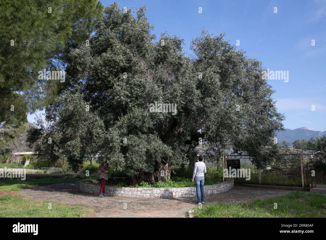 210410 -- KALAMATA, April 10, 2021 -- Photo taken on April 1, 2021 shows Mana Elia mother olive tree in Greek, the oldest registered olive tree in the Kalamata region, Greece. Known as the black queen of all Greek olives, the Kalamata, grown in the sun-kissed olive groves around Messinia in the southwestern part of the Peloponnese and named after the capital city of the region, has been an integral part of the local gastronomy and economy for centuries. TO GO WITH Feature: Producers of Greece s Kalamata olives seek to conquer China as next big market Photo by /Xinhua GREECE-KALAMATA-OLIVE Left Stock Photo