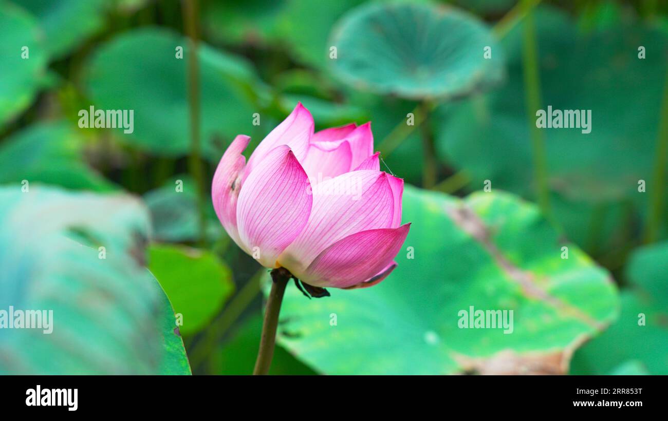 Pink lotus flower(Nelumbo nucifera). Buddhism Stock Photo