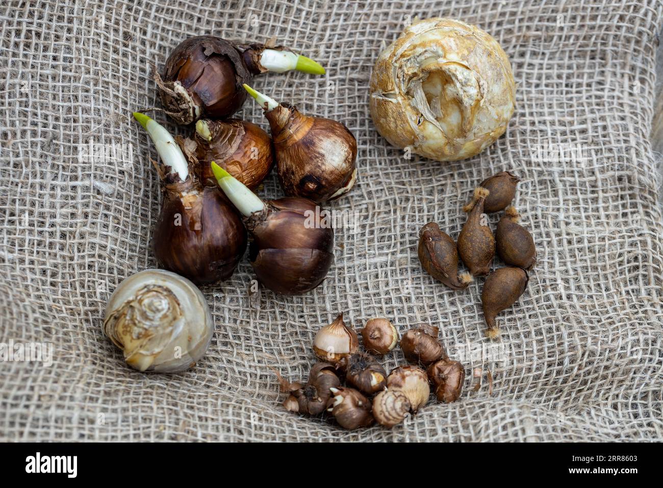 Plant Bulb Identification Chart Characterization In The 0 10 Cm Of