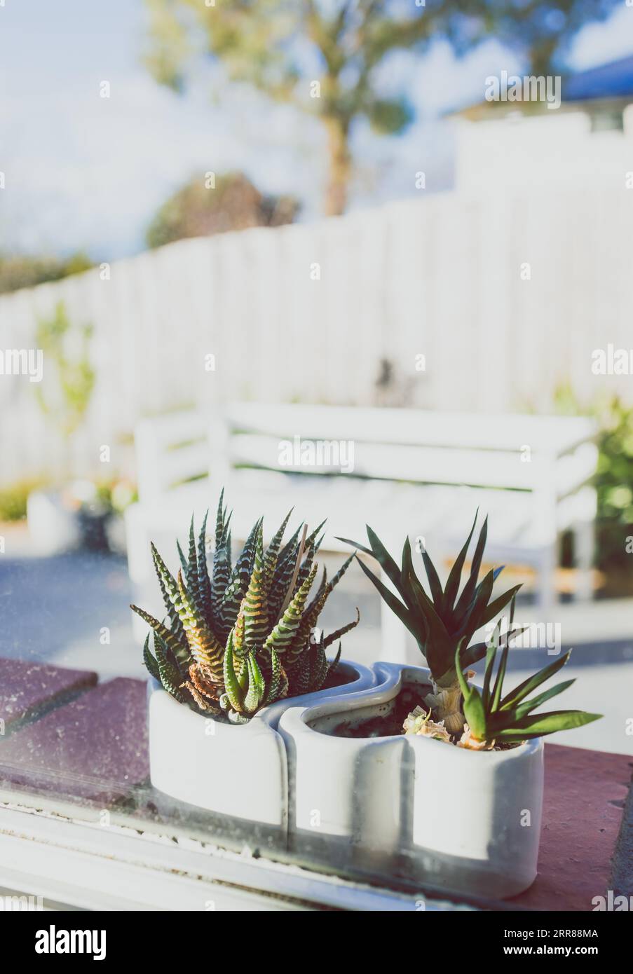 succulent plants on window seal with idyllic sunny backyard patio  in the background shot at shallow depth of field Stock Photo