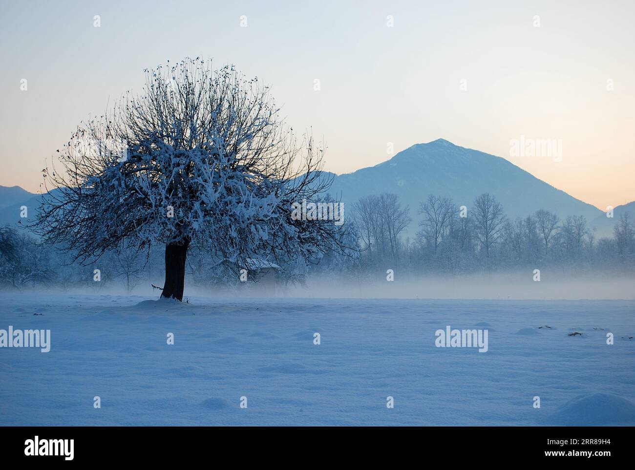 the lonely tree in the cold winter among the snow and fog Stock Photo ...