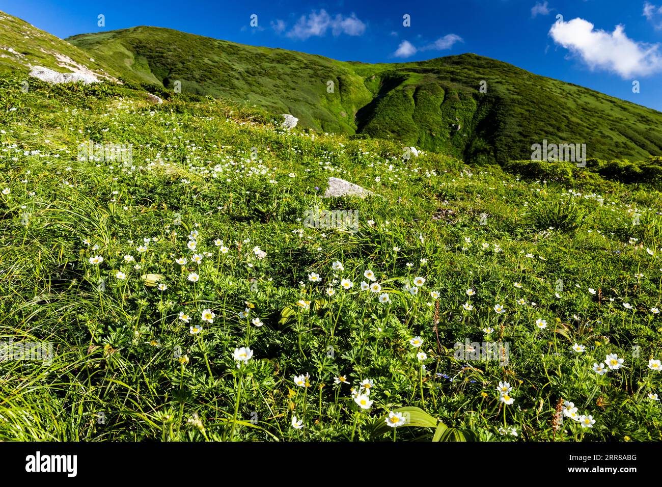 Asahi Mountain Range, white flowers, alpaine plants, Kitsuneana shelter hut,100 mountains of Japan, Yamagata, Tohoku, Japan, Asia Stock Photo