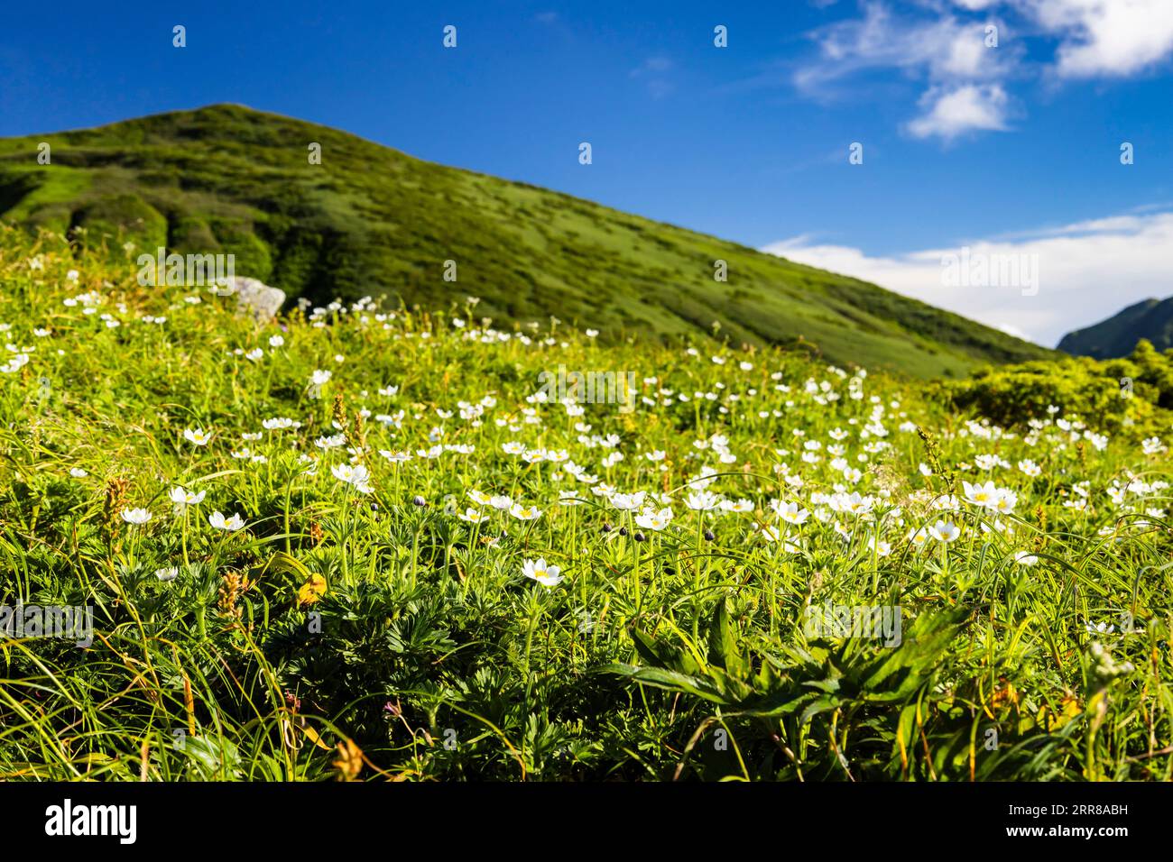 Mountain plants hi-res stock photography and images - Alamy