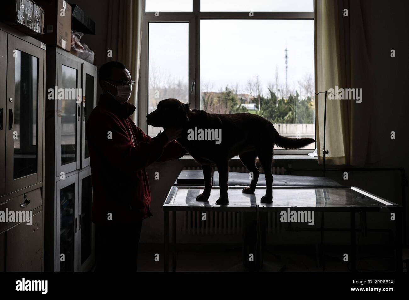 Non profit best sale dog training