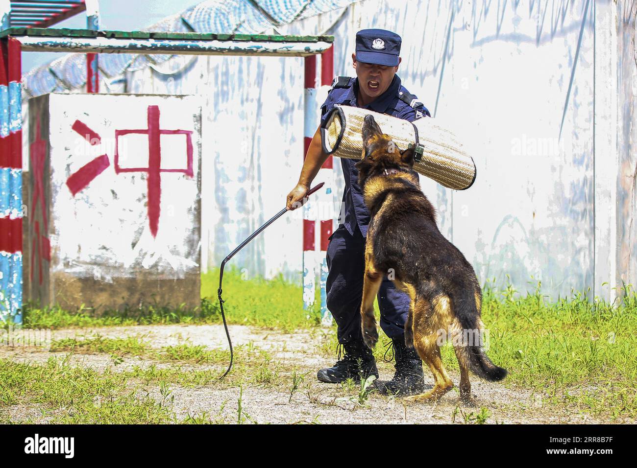 Zhoushan, China. 07th Sep, 2023. ZHOUSHAN, CHINA - SEPTEMBER 7, 2023 - A  trainer conducts a police dog attack and bite training in Zhoushan city,  Zhejiang province, China, Sept. 7, 2023. (Photo