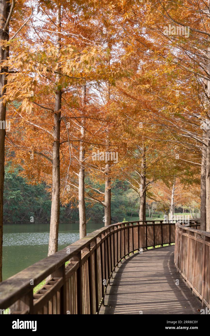 Gijang Yongso Well-being Park autumn scenery in Busan, Korea Stock Photo