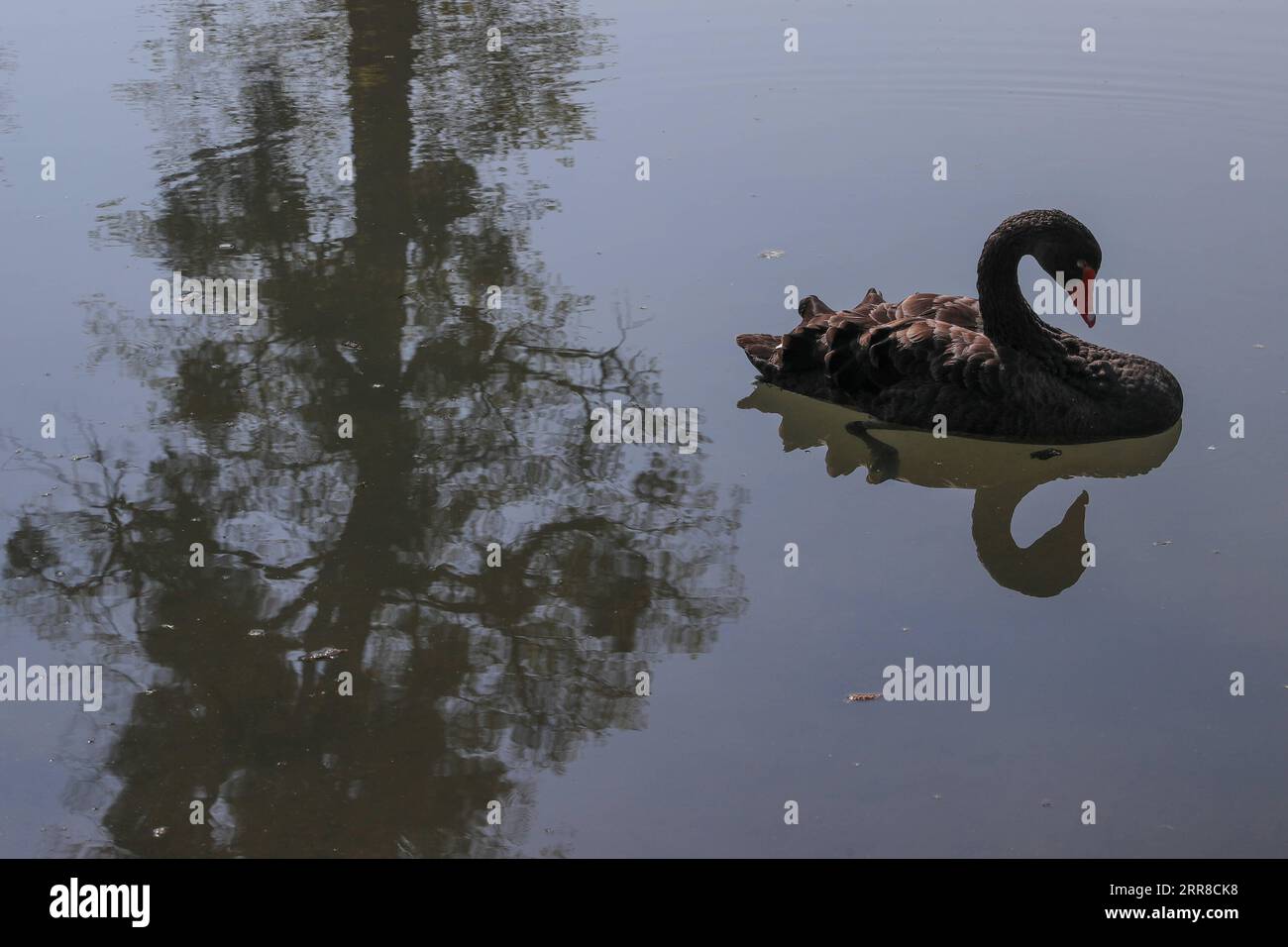 210501 -- NAMUR, May 1, 2021 -- A black swan swims in the Water Gardens of Annevoie in Annevoie-Rouillon, Namur, Belgium, May 1, 2021. The Water Gardens of Annevoie were designed and built by Charles-Alexis de Montpellier in the 18th century, with the combination of three ideas: art enhancing nature , art in tune with nature and art imitating nature . In 1930 the Gardens were opened for the general public. In 1982, the entire estate, including the gardens and the buildings, were listed as Historical Monuments.  BELGIUM-NAMUR-WATER GARDENS OF ANNEVOIE-SCENERY ZhengxHuansong PUBLICATIONxNOTxINxC Stock Photo